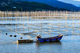 条斑紫菜与坛紫菜高丰收种植技术